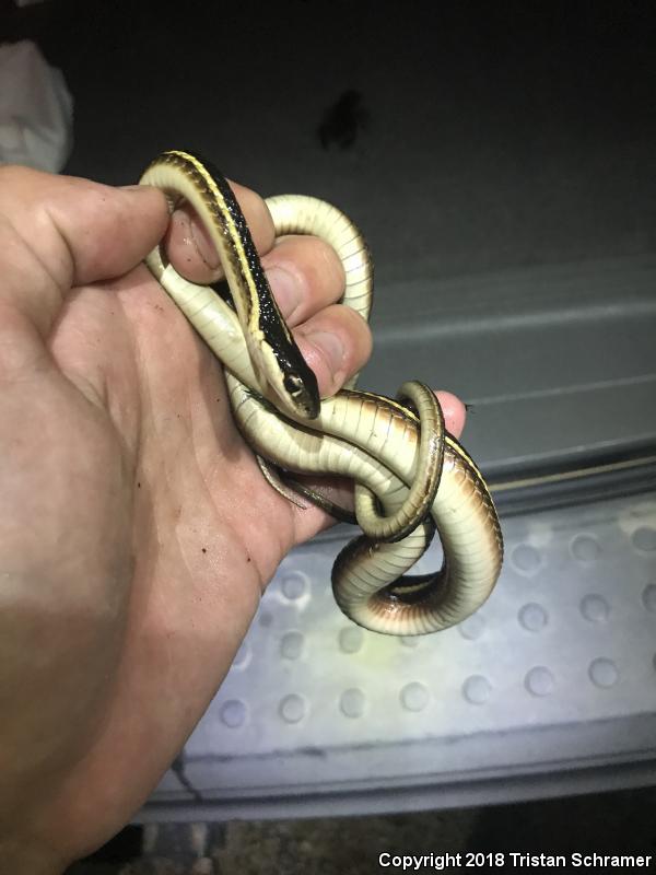 Northern Ribbonsnake (Thamnophis sauritus septentrionalis)