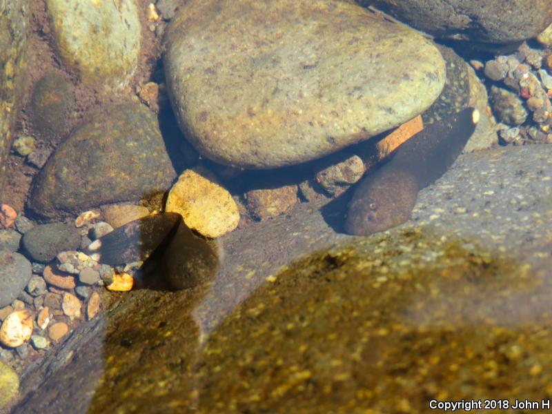 Western Tailed Frog (Ascaphus truei)