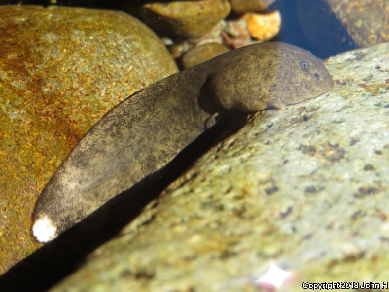 Western Tailed Frog (Ascaphus truei)