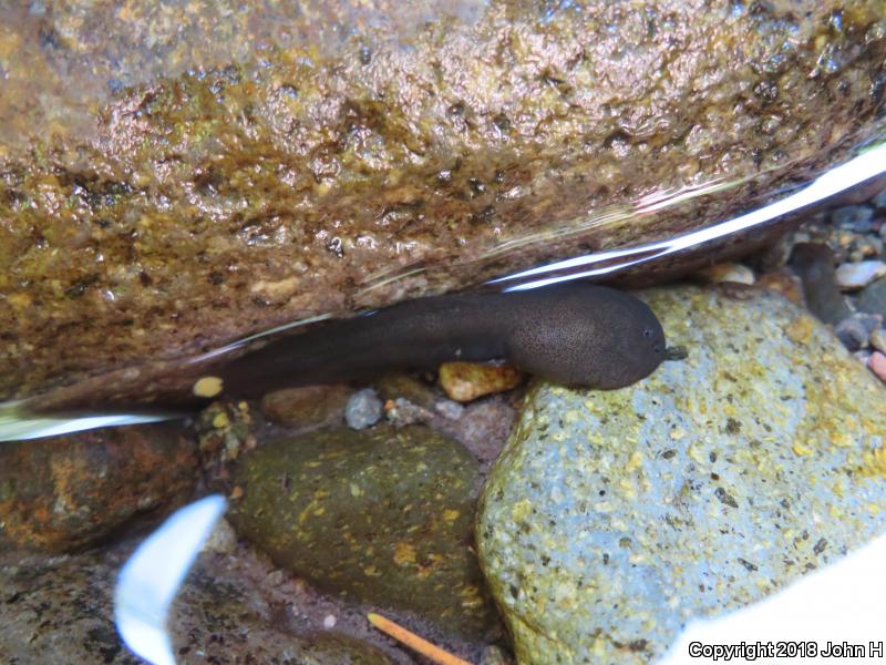 Western Tailed Frog (Ascaphus truei)