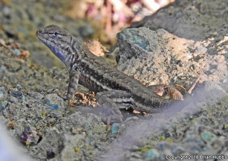 Western Sagebrush Lizard (Sceloporus graciosus gracilis)