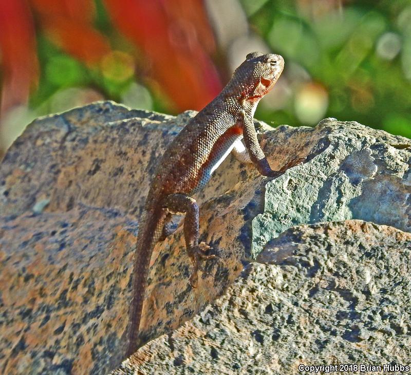 Western Sagebrush Lizard (Sceloporus graciosus gracilis)