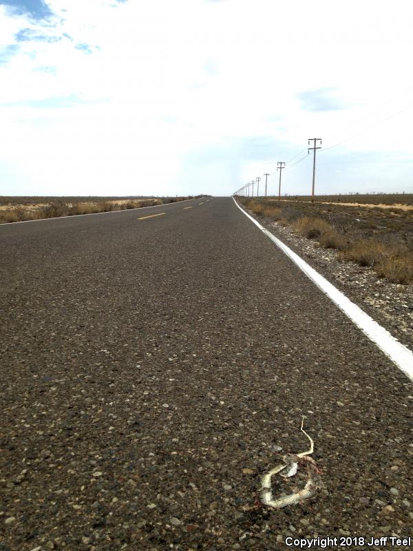 Baja California Coachwhip (Coluber fuliginosus)