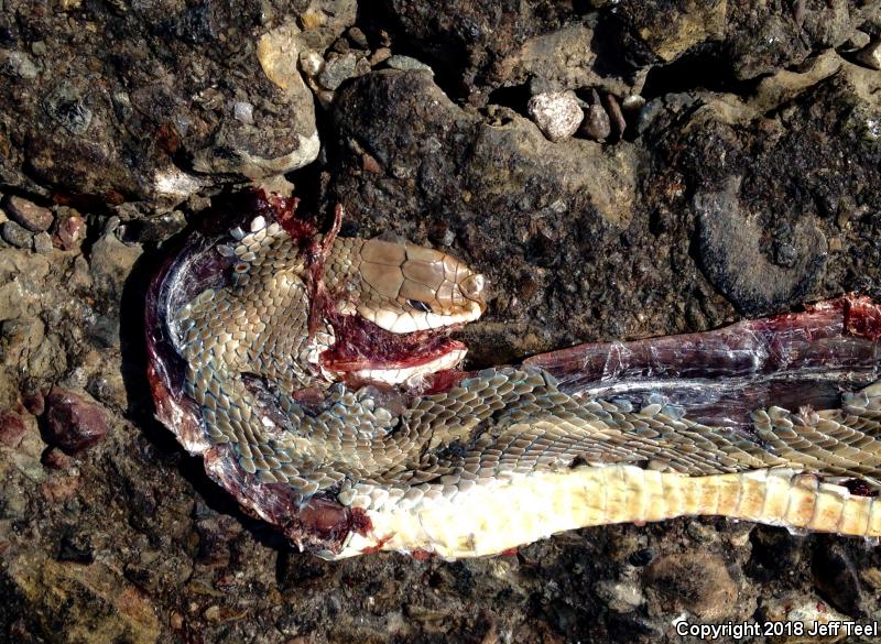 Baja California Patch-nosed Snake (Salvadora hexalepis klauberi)