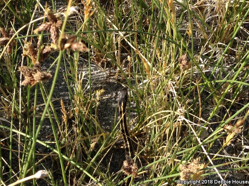 Mountain Gartersnake (Thamnophis elegans elegans)