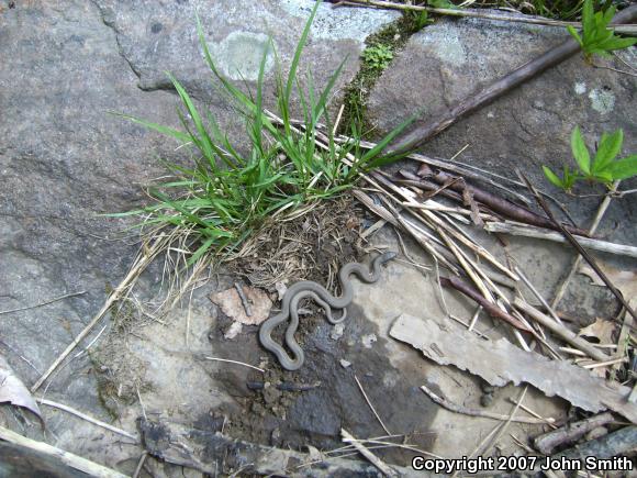 Queensnake (Regina septemvittata)