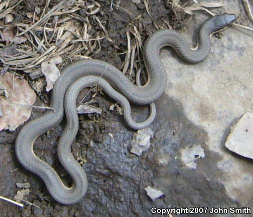 Queensnake (Regina septemvittata)