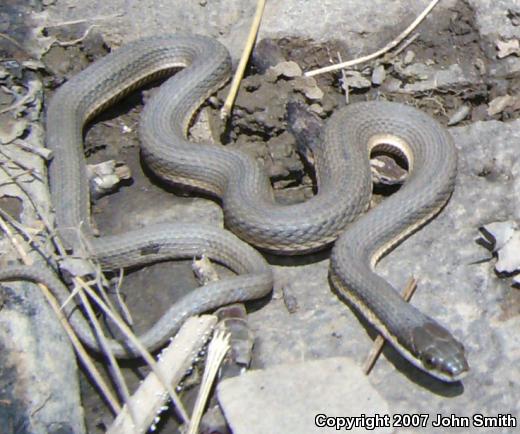 Queensnake (Regina septemvittata)