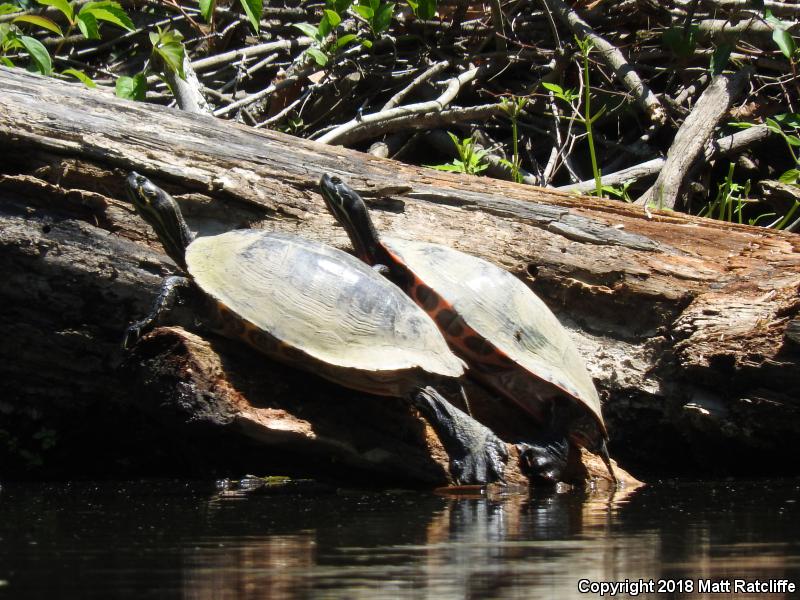 Eastern River Cooter (Pseudemys concinna concinna)