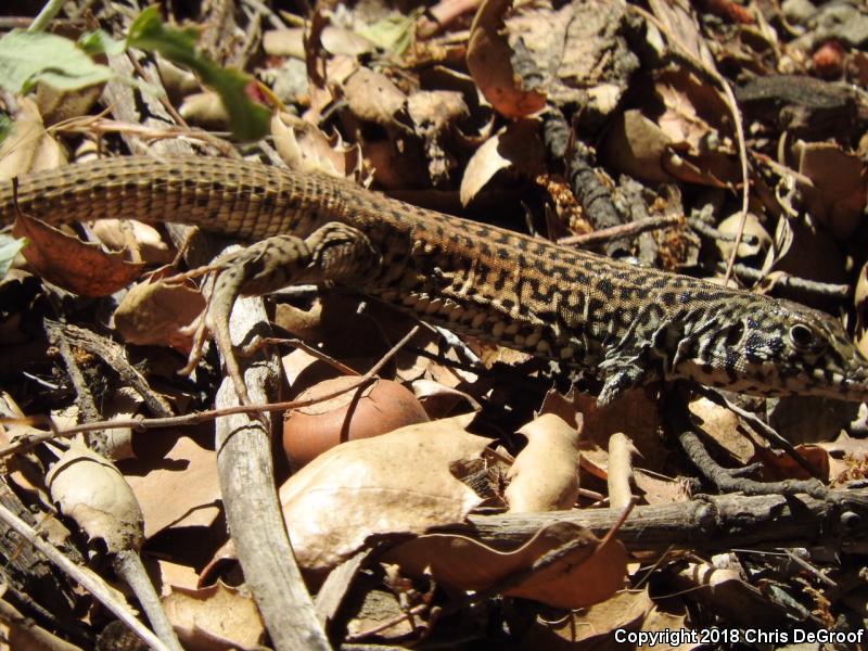 Coastal Whiptail (Aspidoscelis tigris stejnegeri)