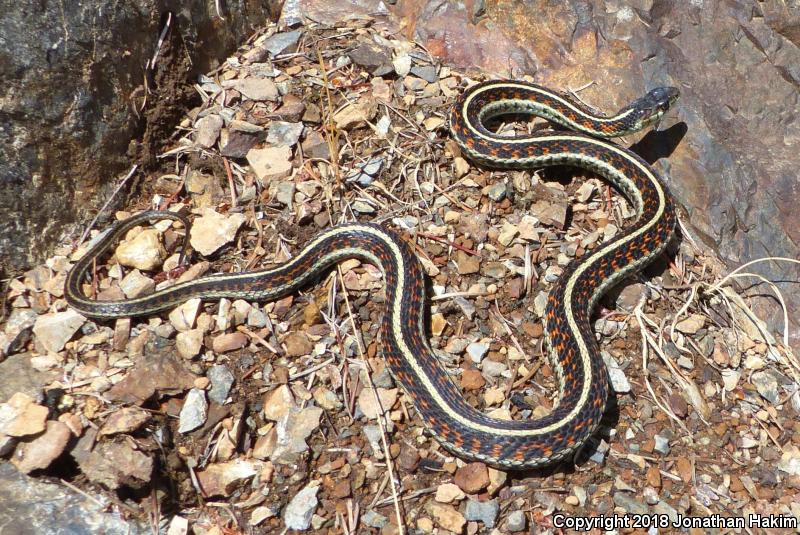 Puget Sound Gartersnake (Thamnophis sirtalis pickeringii)