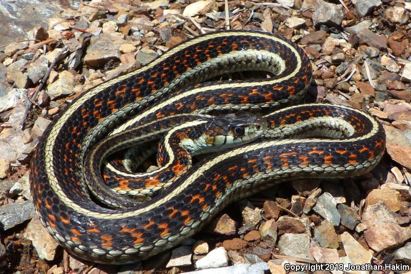 Puget Sound Gartersnake (Thamnophis sirtalis pickeringii)