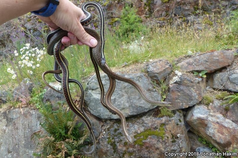 Puget Sound Gartersnake (Thamnophis sirtalis pickeringii)