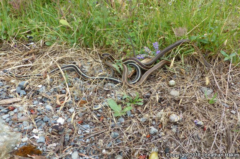 Puget Sound Gartersnake (Thamnophis sirtalis pickeringii)