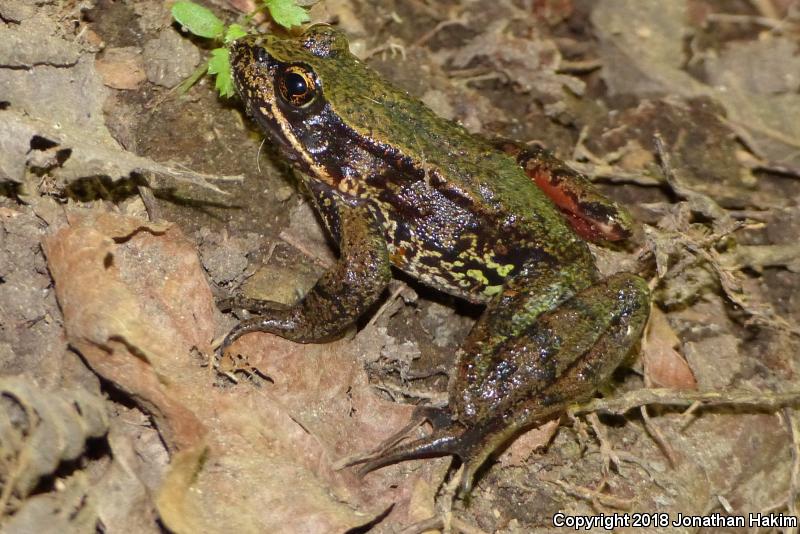 Northern Red-legged Frog (Rana aurora)