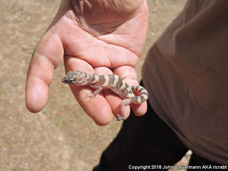 San Diego Banded Gecko (Coleonyx variegatus abbotti)