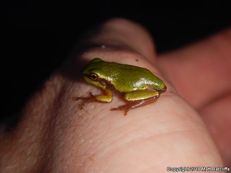 Pine Barrens Treefrog (Hyla andersonii)