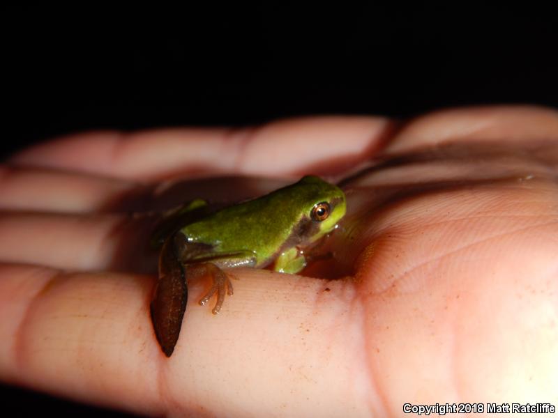 Pine Barrens Treefrog (Hyla andersonii)