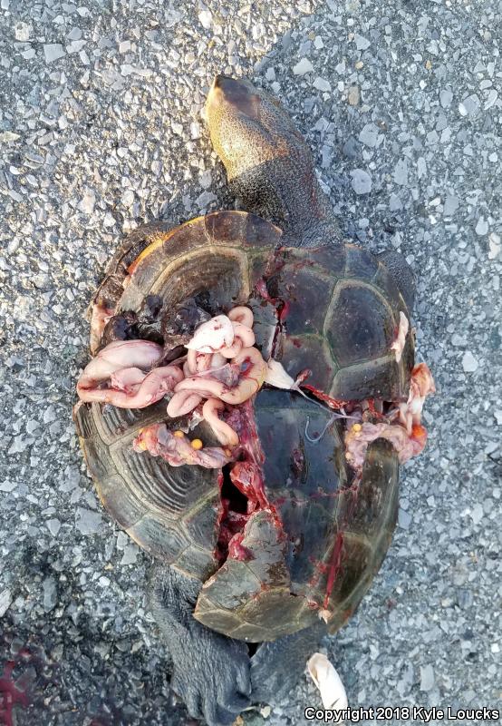 Northern Diamond-backed Terrapin (Malaclemys terrapin terrapin)