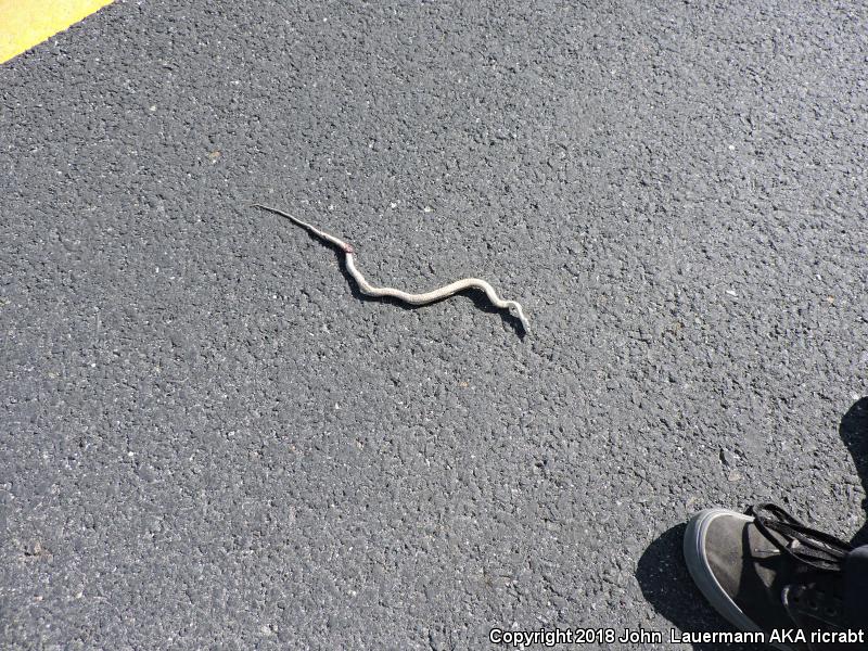 Sierra Gartersnake (Thamnophis couchii)