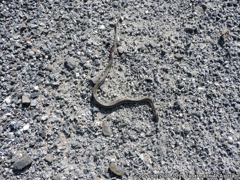 Sierra Gartersnake (Thamnophis couchii)