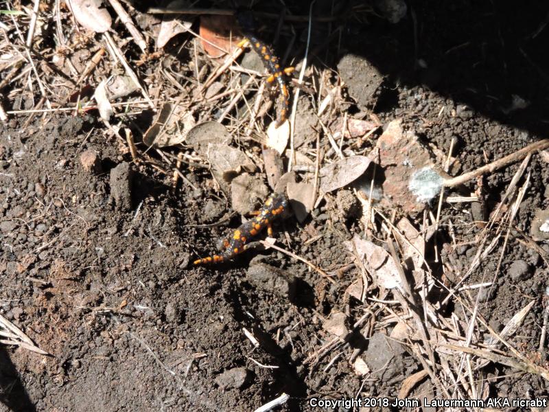 Sierra Nevada Ensatina (Ensatina eschscholtzii platensis)