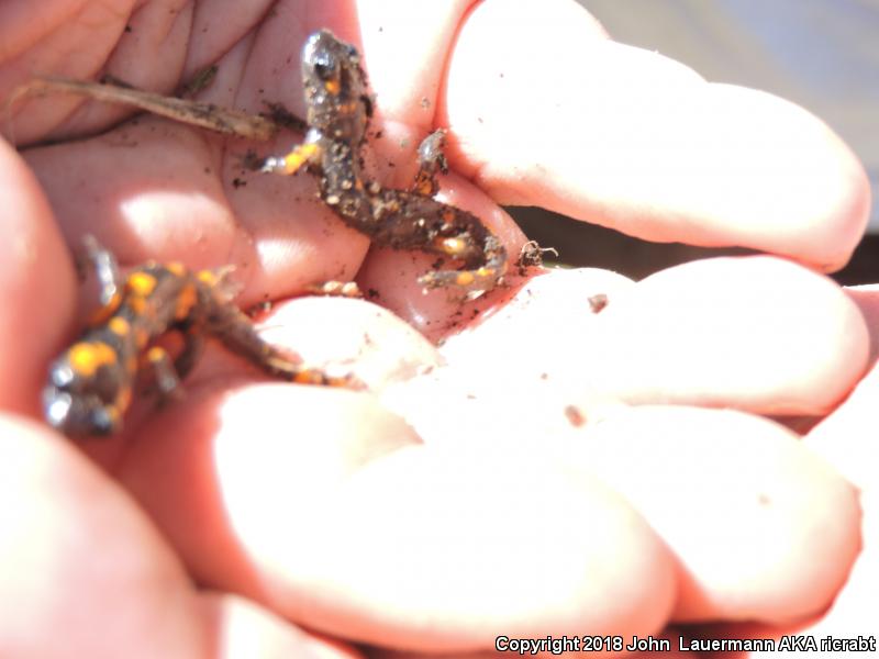 Sierra Nevada Ensatina (Ensatina eschscholtzii platensis)