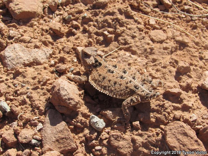 Hernandez's Short-horned Lizard (Phrynosoma hernandesi hernandesi)