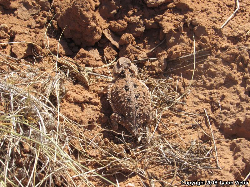 Hernandez's Short-horned Lizard (Phrynosoma hernandesi hernandesi)