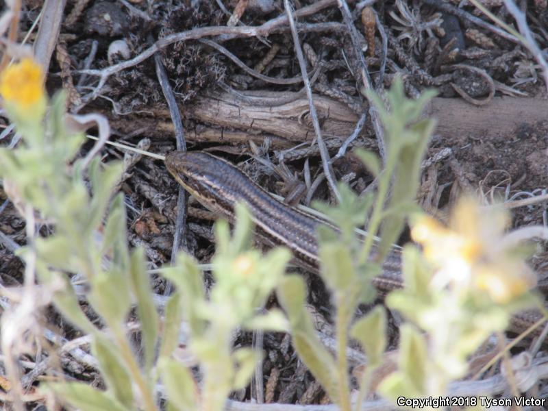 Variable Skink (Plestiodon multivirgatus epipleurotus)