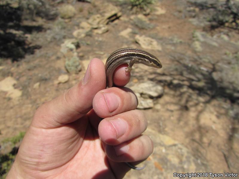 Variable Skink (Plestiodon multivirgatus epipleurotus)