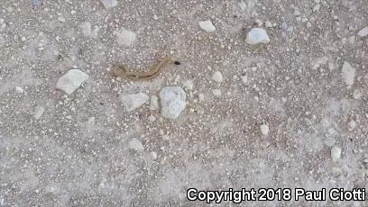 Trans-pecos Black-headed Snake (Tantilla cucullata)