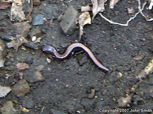 Eastern Red-backed Salamander (Plethodon cinereus)