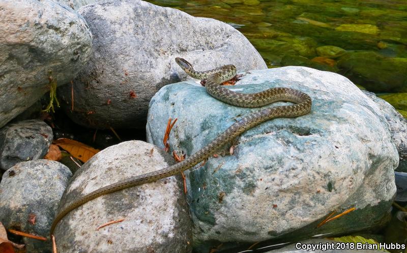 Oregon Gartersnake (Thamnophis atratus hydrophilus)