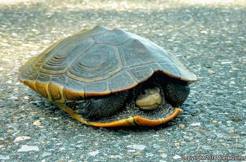 Diamond-backed Terrapin (Malaclemys terrapin)