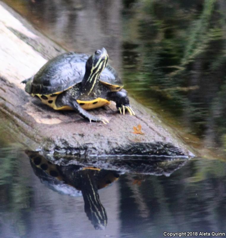 Yellow-bellied Slider (Trachemys scripta scripta)