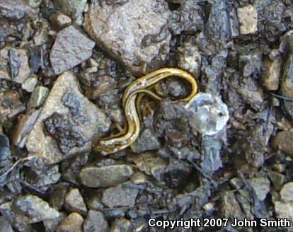 Northern Two-lined Salamander (Eurycea bislineata)