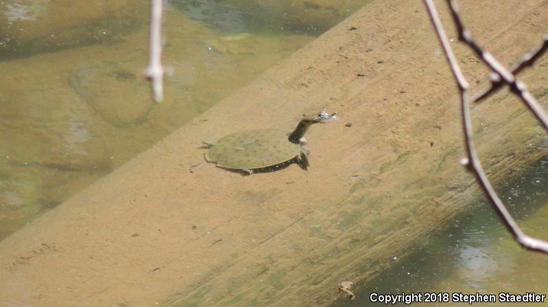 Eastern Spiny Softshell (Apalone spinifera spinifera)