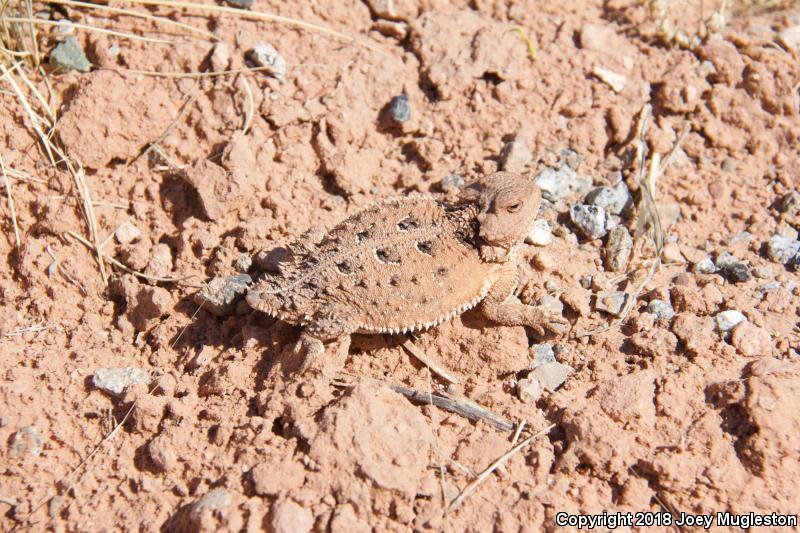 Hernandez's Short-horned Lizard (Phrynosoma hernandesi hernandesi)