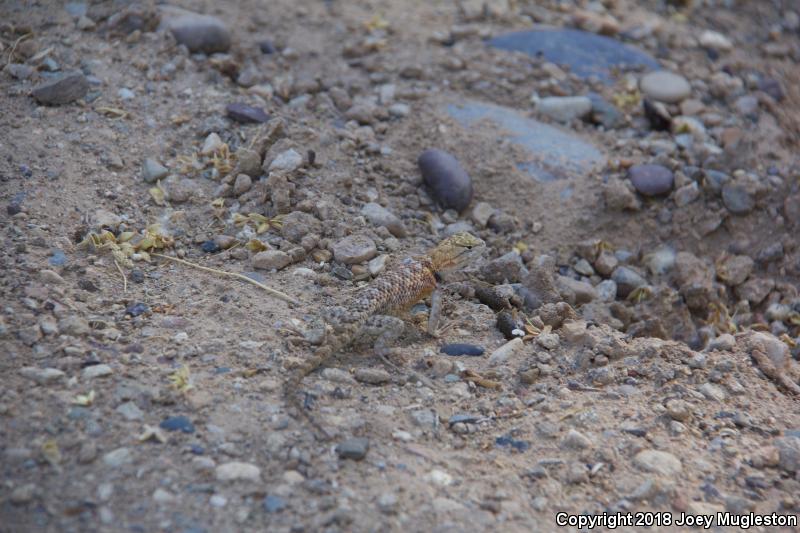 Orange-headed Spiny Lizard (Sceloporus magister cephaloflavus)