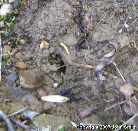 Allegheny Mountain Dusky Salamander (Desmognathus ochrophaeus)