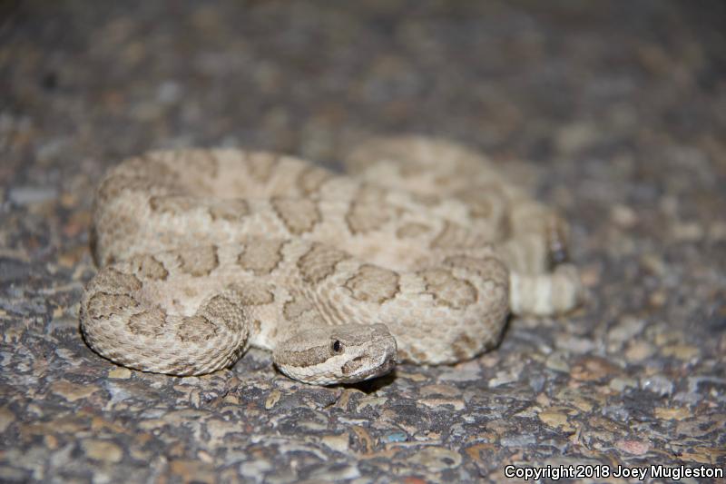 Midget Faded Rattlesnake (Crotalus oreganus concolor)