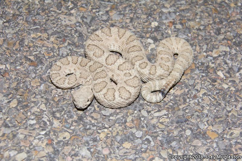 Midget Faded Rattlesnake (Crotalus oreganus concolor)