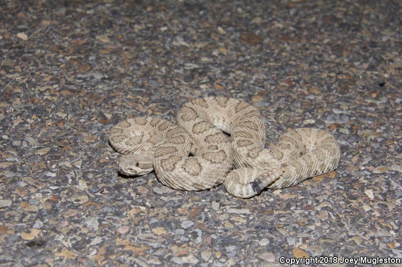 Midget Faded Rattlesnake (Crotalus oreganus concolor)