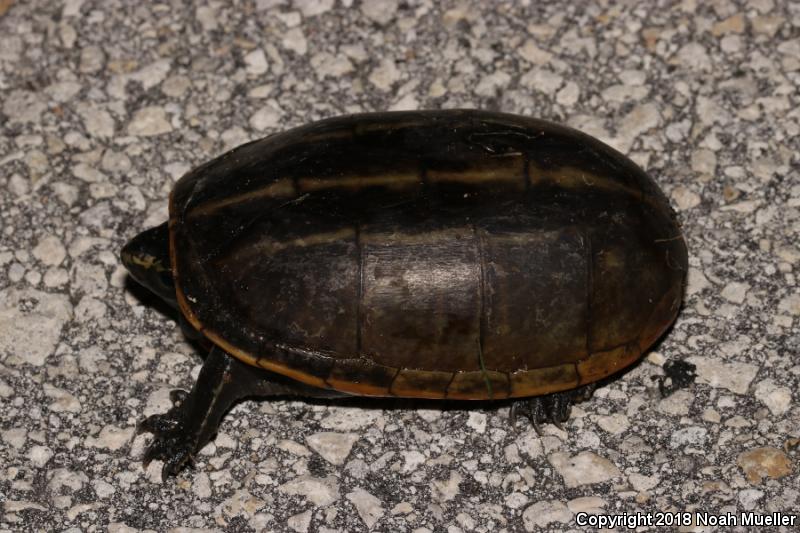 Striped Mud Turtle (Kinosternon baurii)