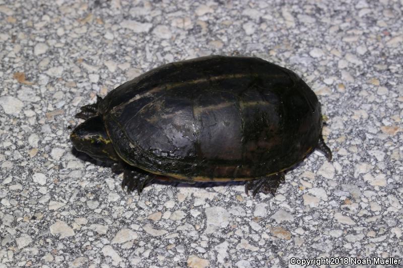 Striped Mud Turtle (Kinosternon baurii)