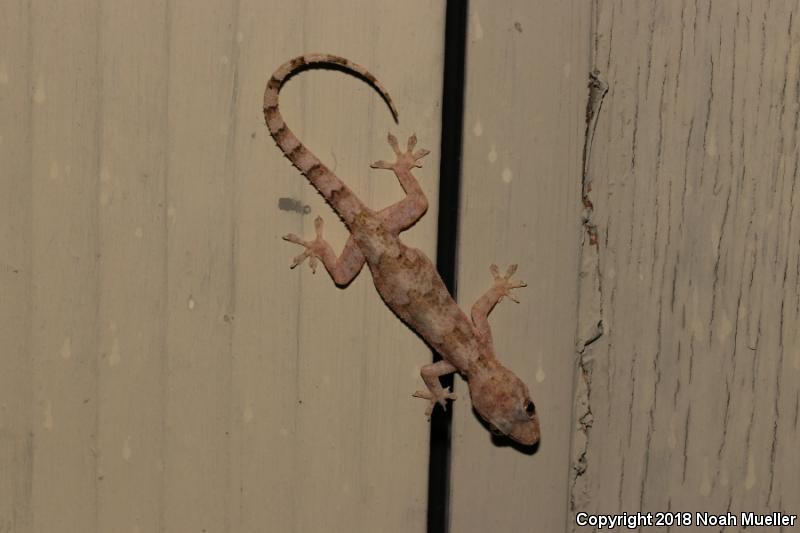 Wood Slave (Hemidactylus mabouia)