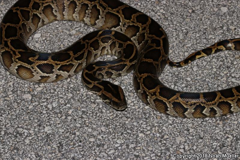 Burmese Python (Python molurus bivittatus)