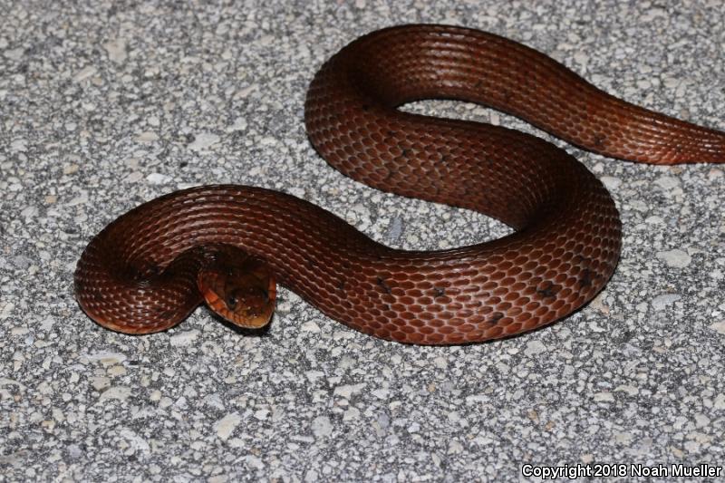 Mangrove Saltmarsh Snake (Nerodia clarkii compressicauda)