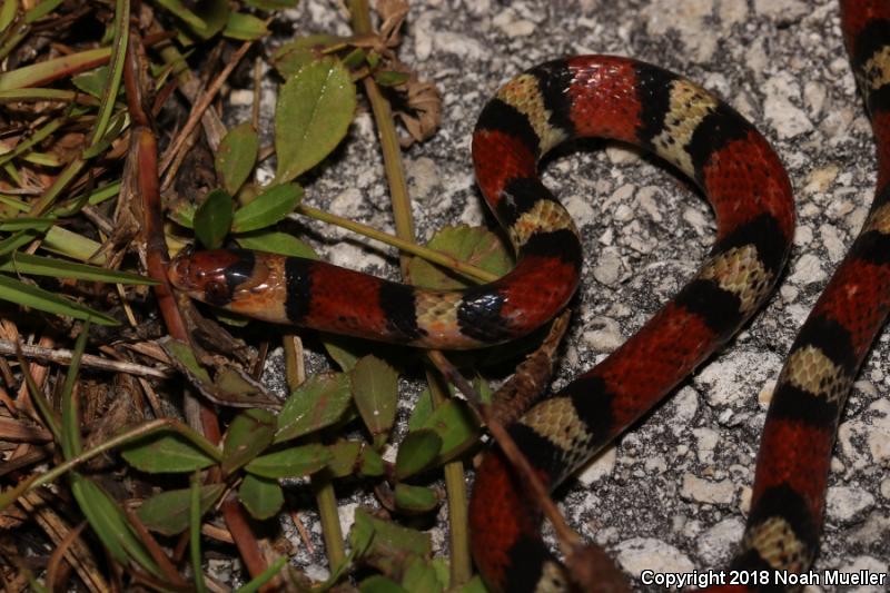 Florida Scarletsnake (Cemophora coccinea coccinea)